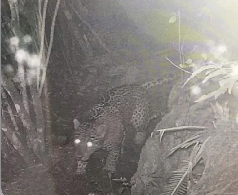 C77388C8-FFCB-4305-97CA-B355AC293A9B