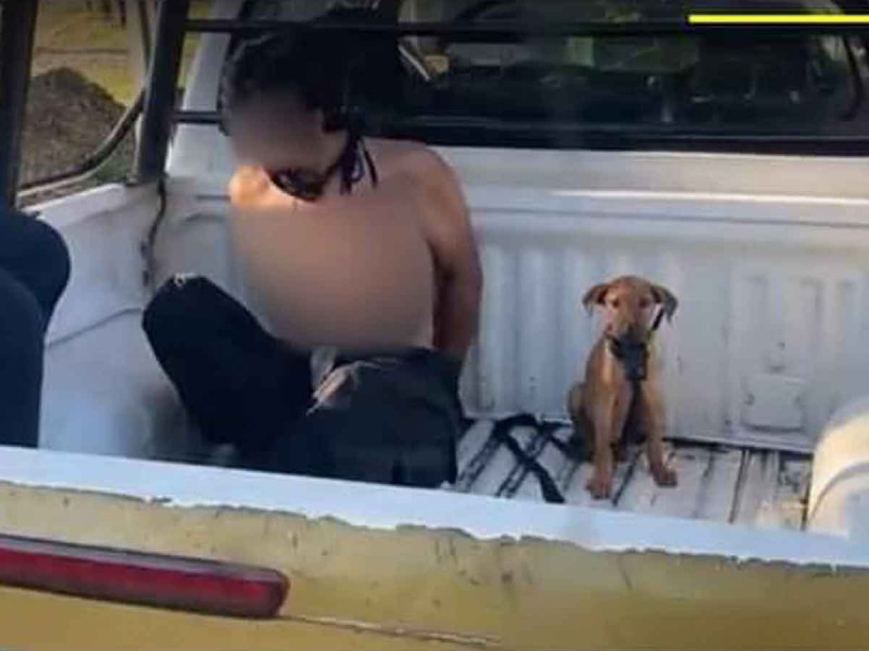perrito