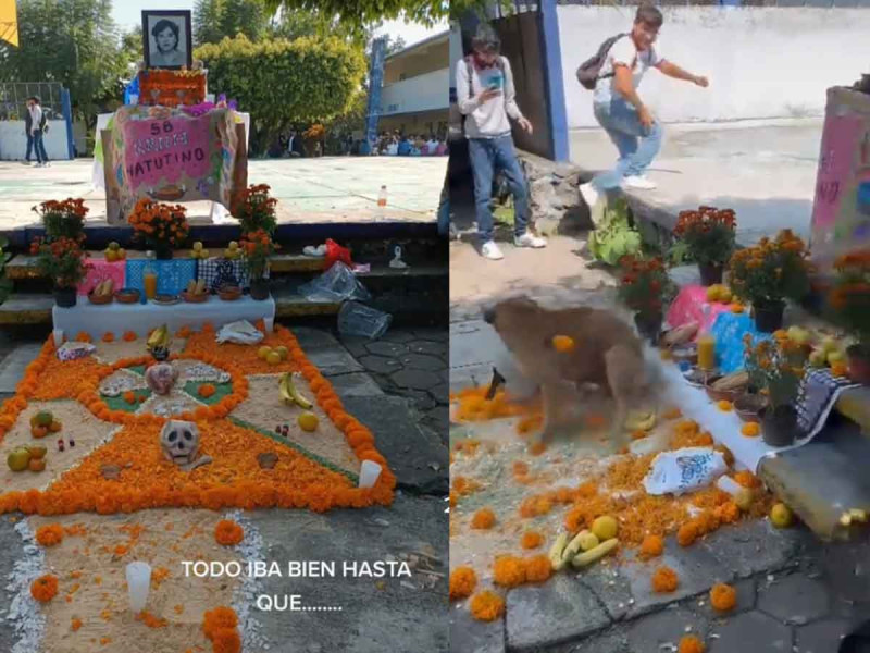 perritos