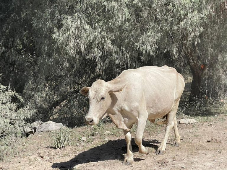 WhatsApp Image 2023-07-10 at 09.50.03