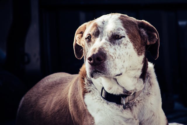pexels-brett-sayles-1069007