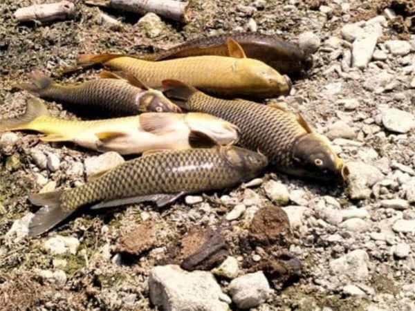 IMG-20240601-WA0004