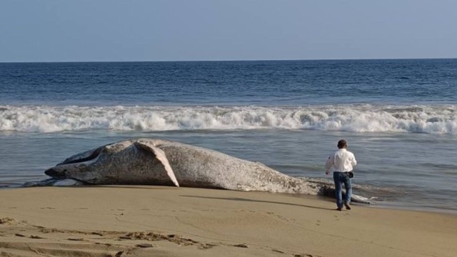 hallan-ballena-muerta-en-barra-de-coyuca-de-benitez-en-guerrero - 1