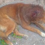 a19ccaf4-ab32-4a16-86df-8f20f4c8d156