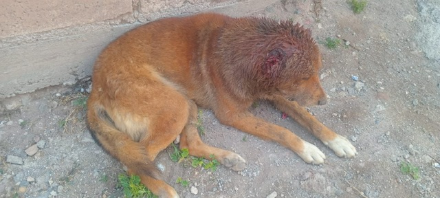 a19ccaf4-ab32-4a16-86df-8f20f4c8d156