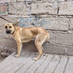 a8a1a271-fb2f-4c36-8c42-da99ed95f053