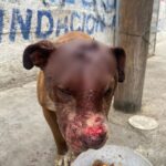 b29bee1a-bda6-425d-b35a-1040b627509a